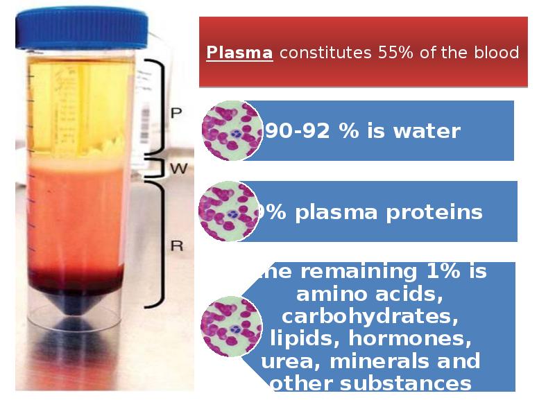 Plasma constitutes 55% of the blood Plasma constitutes 55% of the blood
