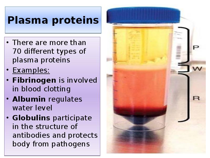 Plasma proteins
There are more than 70 different types of plasma Plasma proteins
There are more than 70 different types of plasma