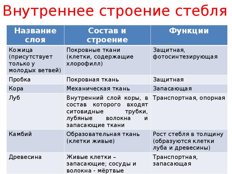 Рассмотрите схему внутреннего строения стебля установите соответствие между характеристиками