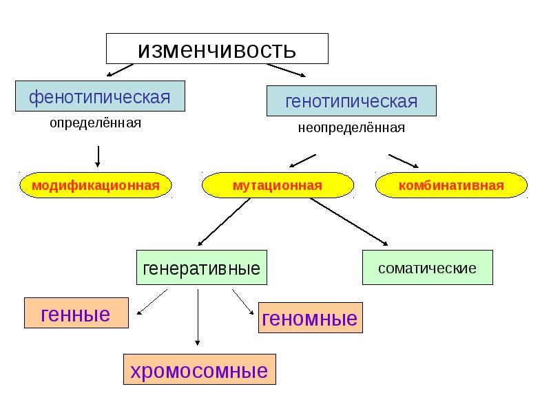 Презентация по биологии 10 класс модификационная изменчивость