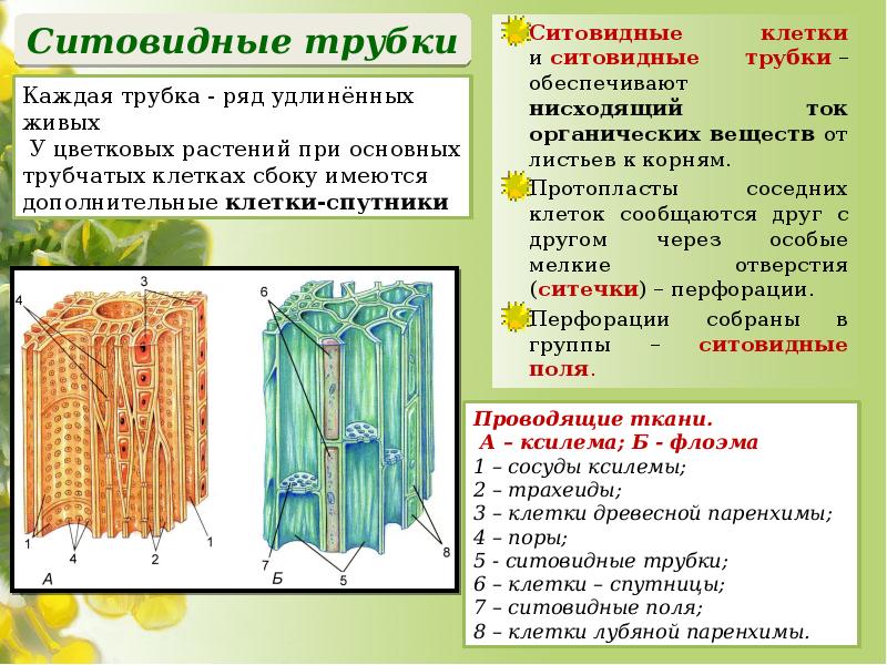 Флоэма органические вещества. Ситовидные трубки функции 6 класс биология. Функции ситовидных трубок листа. Проводящая ткань растений ситовидные трубки. Ситовидные трубки основная ткань.