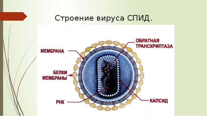 Спид рисунок вируса