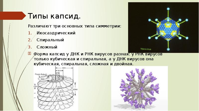 История открытия вирусов презентация