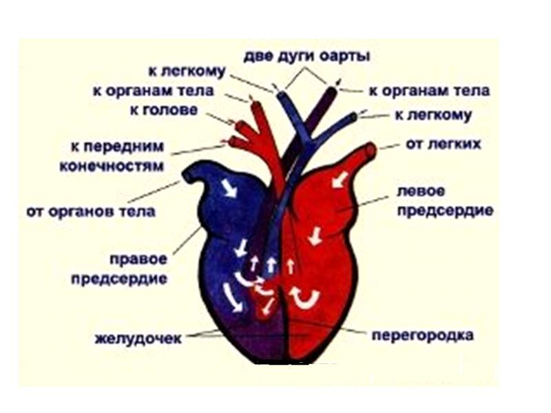Кровообращение у черепах. Сердце пресмыкающихся схема. Пресмыкающиеся строение сердца. Строение сердца пресмыкающихся схема. Строение сердца ящерицы прыткой.