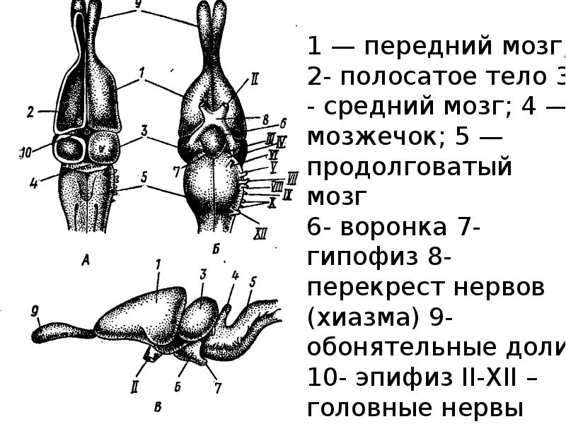 Череп пресмыкающихся строение