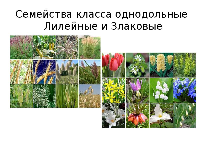 Однодольные презентация 6 класс