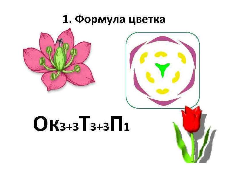 Какой тип питания характерен для тюльпана лесного. Семейство Лилейные диаграмма цветка. Формула цветка семейства Лилейные. Формула и диаграмма цветка лилейных. Сем Лилейные формула цветка.