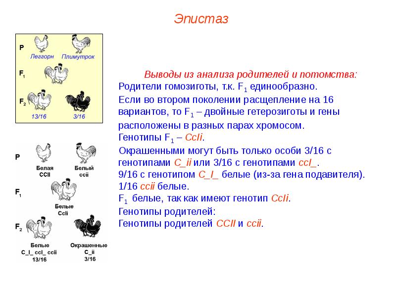 Взаимодействие генов презентация на английском