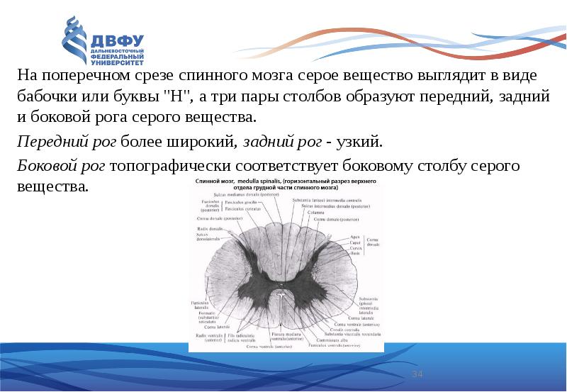 Спинной мозг неврология презентация