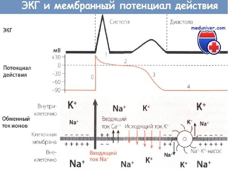 Электрофизиология сердца презентация