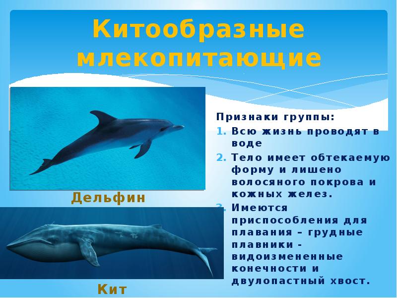 Дельфин относится к группе животных