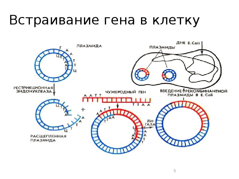 Генетическая карта e coli