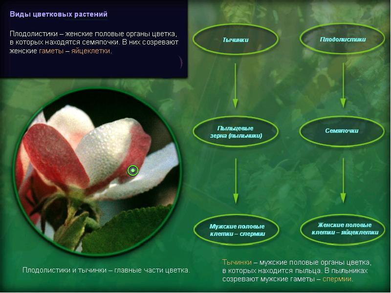 Генеративные органы растений презентация