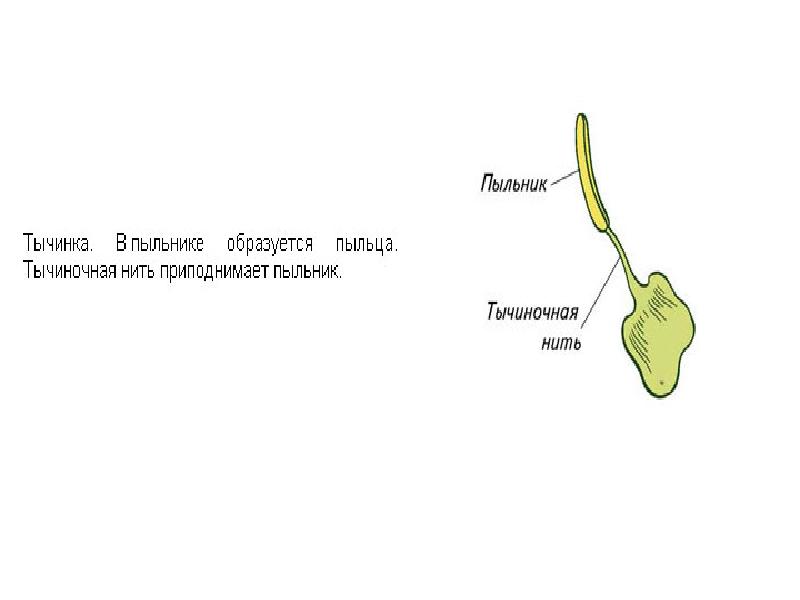 Тычиночная нить фото