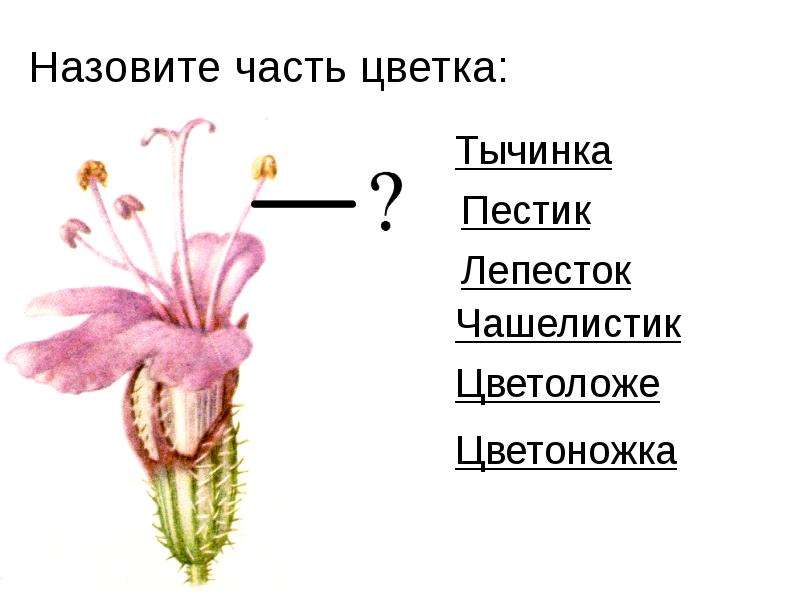 Генеративные органы растений презентация