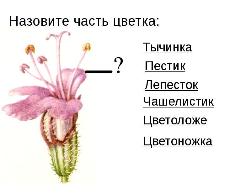 Разнообразие цветков соцветия 5 класс презентация