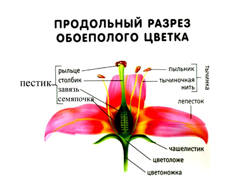 Генеративные органы растений презентация