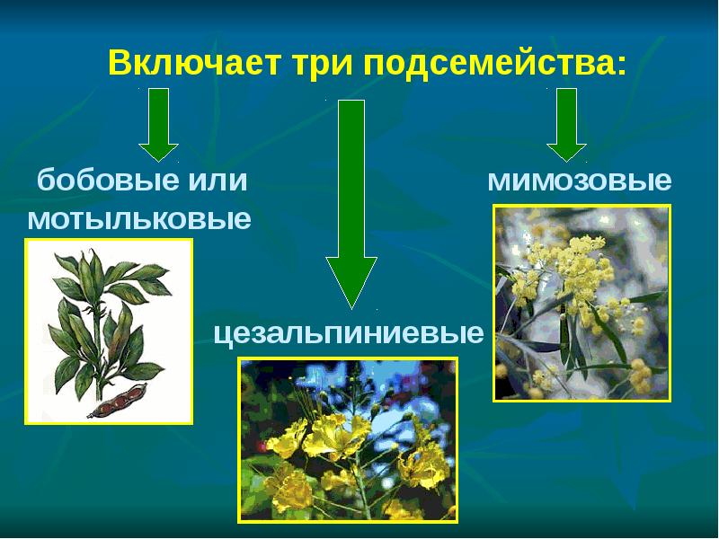 Презентация по биологии 6 класс семейство бобовые