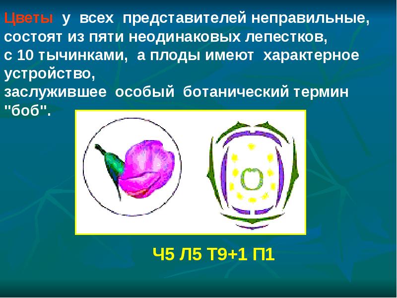 Ч5л5т бесконечность п1 формула какого цветка. Диаграмма цветка бобовых. Диаграмма семейства бобовых. Семейство бобовые. Ч5л5т9+1п1.