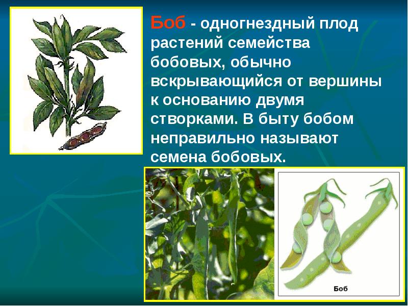 Плод боб семейство. Растения из семейства бобовых. Плод у представителей семейства бобовые. Презентация на тему бобовые. Бобовые растения названия.