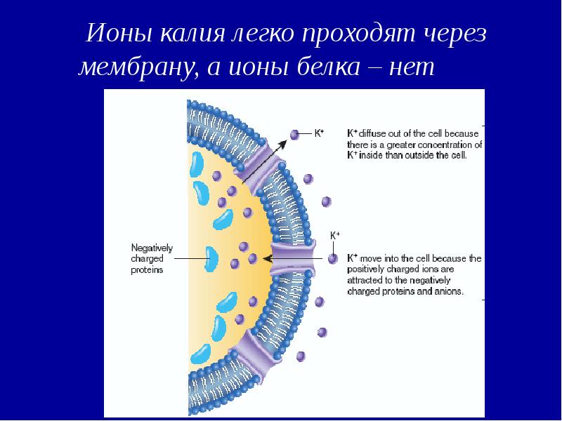 Ионы через мембрану. Ионы к поступают через мембрану внутрь клетки. Транспорт ионов калия через мембрану. Ион калия. МВ единица измерения мембранного потенциала.