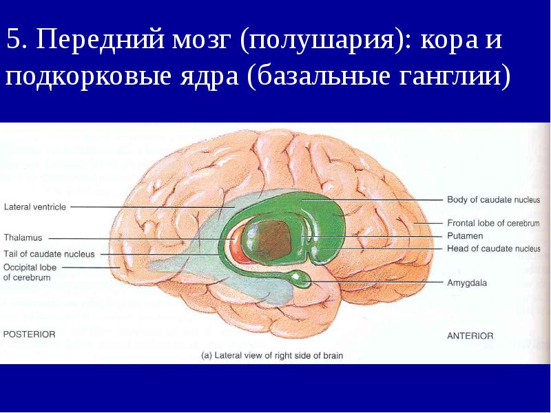 Передний мозг презентация