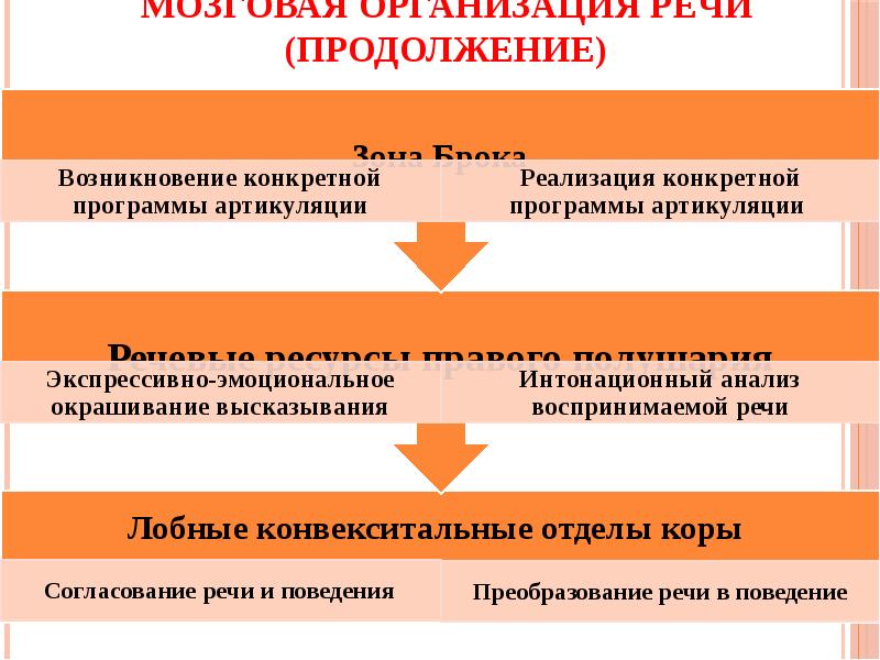 Нейрофизиологические основы развития речи у ребенка