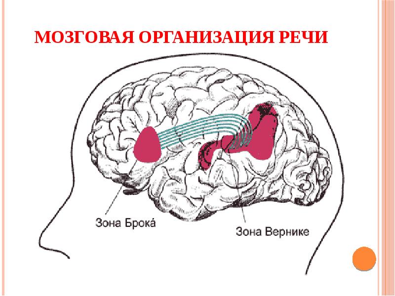 Нейрофизиологические основы развития речи у ребенка