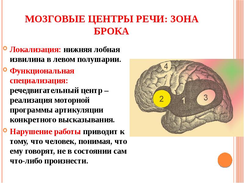 Нейрофизиологические основы развития речи у ребенка