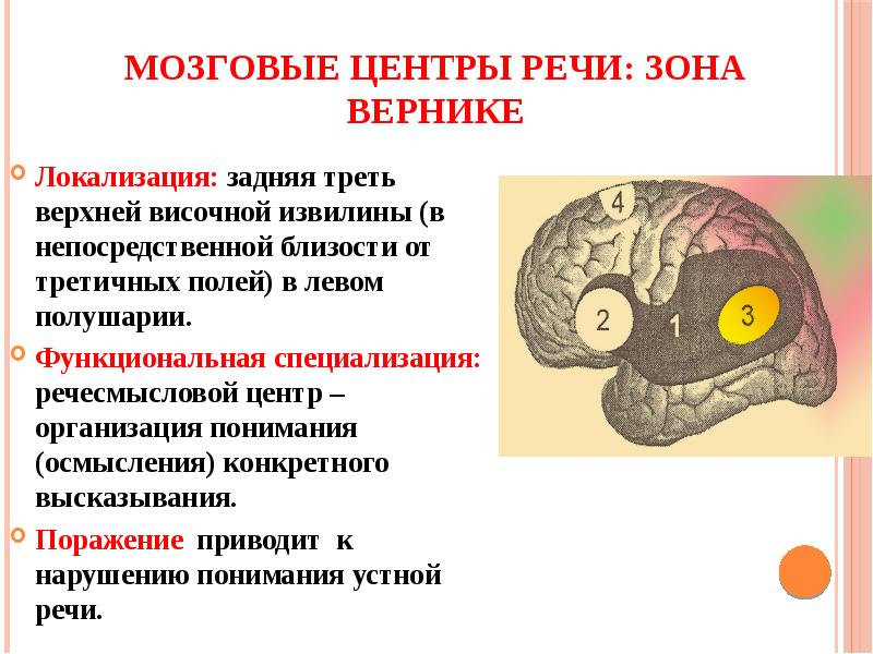 Нейрофизиологические основы развития речи у ребенка