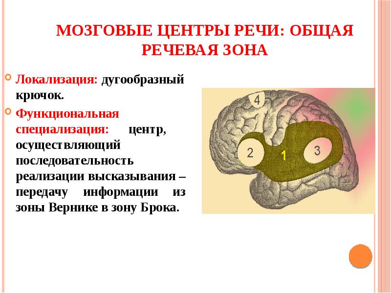 Нейрофизиологические основы развития речи у ребенка