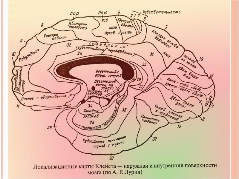 Нейрофизиологические основы развития речи у ребенка