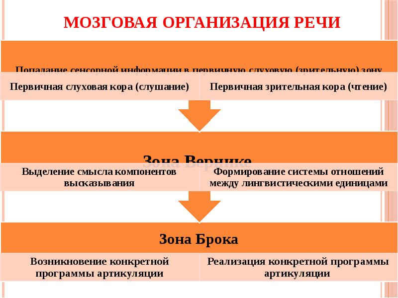 Нейрофизиологические основы развития речи у ребенка