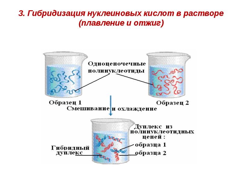 3. Гибридизация нуклеиновых кислот в растворе (плавление и отжиг) 3. Гибридизация нуклеиновых кислот в растворе (плавление и отжиг)