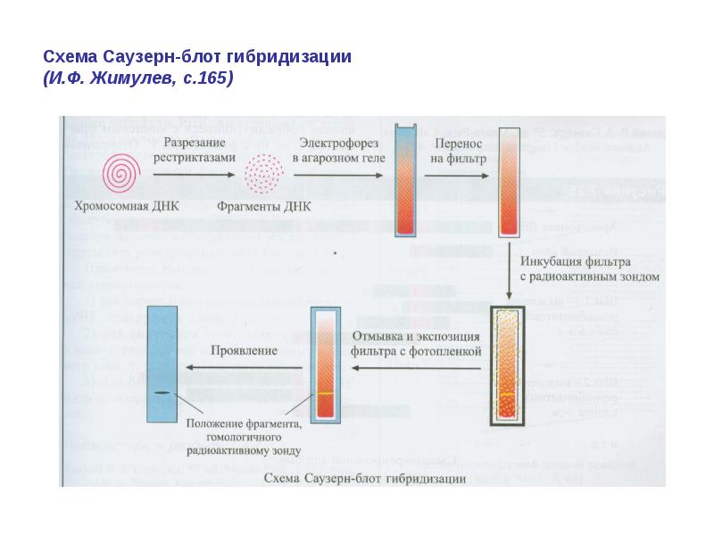 Схема Саузерн-блот гибридизации (И.Ф. Жимулев, с.165) Схема Саузерн-блот гибридизации (И.Ф. Жимулев, с.165)