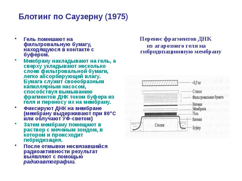Блотинг по Саузерну (1975)
.
Гель помешают на Блотинг по Саузерну (1975)
.
Гель помешают на