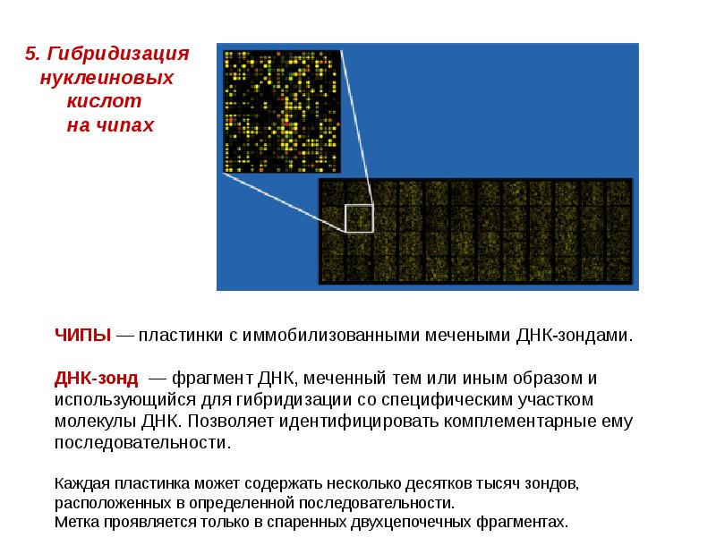 5. Гибридизация нуклеиновых кислот на чипах 5. Гибридизация нуклеиновых кислот на чипах