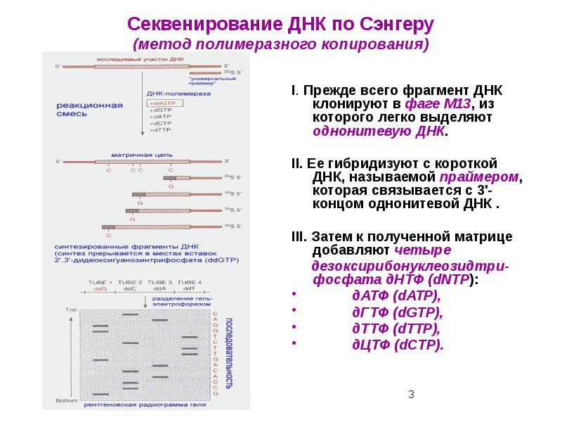 Секвенирование ДНК по Сэнгеру (метод полимеразного копирования)
I. Прежде всего фрагмент Секвенирование ДНК по Сэнгеру (метод полимеразного копирования)
I. Прежде всего фрагмент