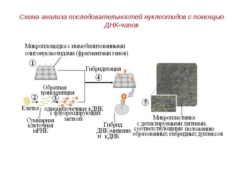 Схема анализа последовательностей нуклеотидов с помощью ДНК-чипов Схема анализа последовательностей нуклеотидов с помощью ДНК-чипов
