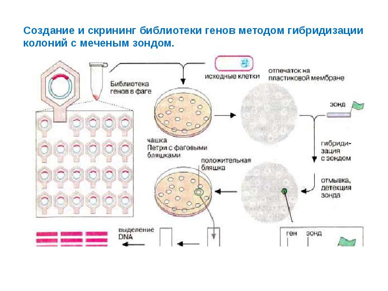 Создание и скрининг библиотеки генов методом гибридизации колоний с меченым зондом.