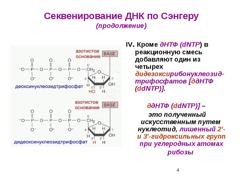 Секвенирование ДНК по Сэнгеру (продолжение)
IV. Кроме дНТФ (dNTP) в реакционную Секвенирование ДНК по Сэнгеру (продолжение)
IV. Кроме дНТФ (dNTP) в реакционную