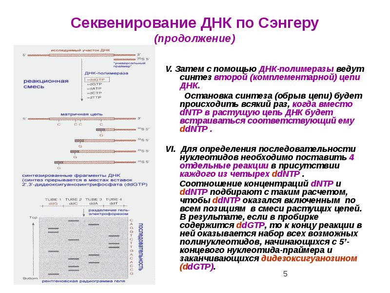 Секвенирование ДНК по Сэнгеру (продолжение)
V. Затем с помощью ДНК-полимеразы ведут Секвенирование ДНК по Сэнгеру (продолжение)
V. Затем с помощью ДНК-полимеразы ведут