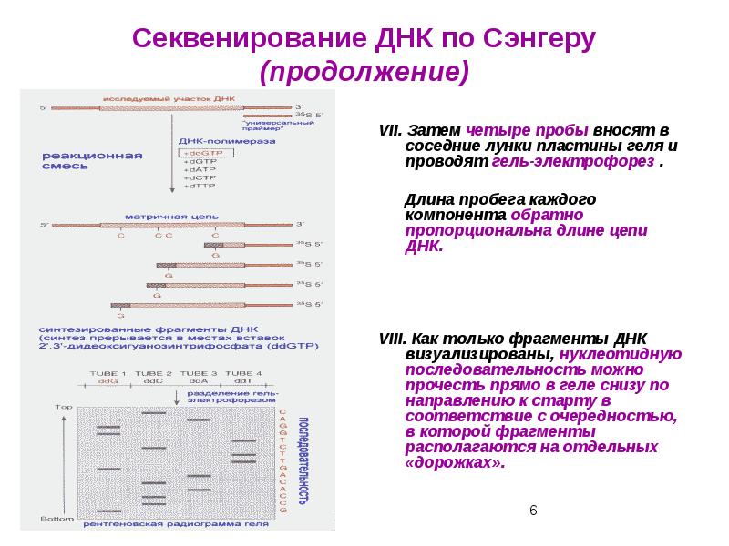 Секвенирование ДНК по Сэнгеру (продолжение)
VII. Затем четыре пробы Секвенирование ДНК по Сэнгеру (продолжение)
VII. Затем четыре пробы