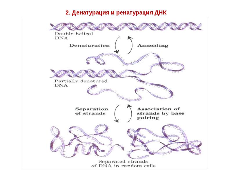 2. Денатурация и ренатурация ДНК 2. Денатурация и ренатурация ДНК