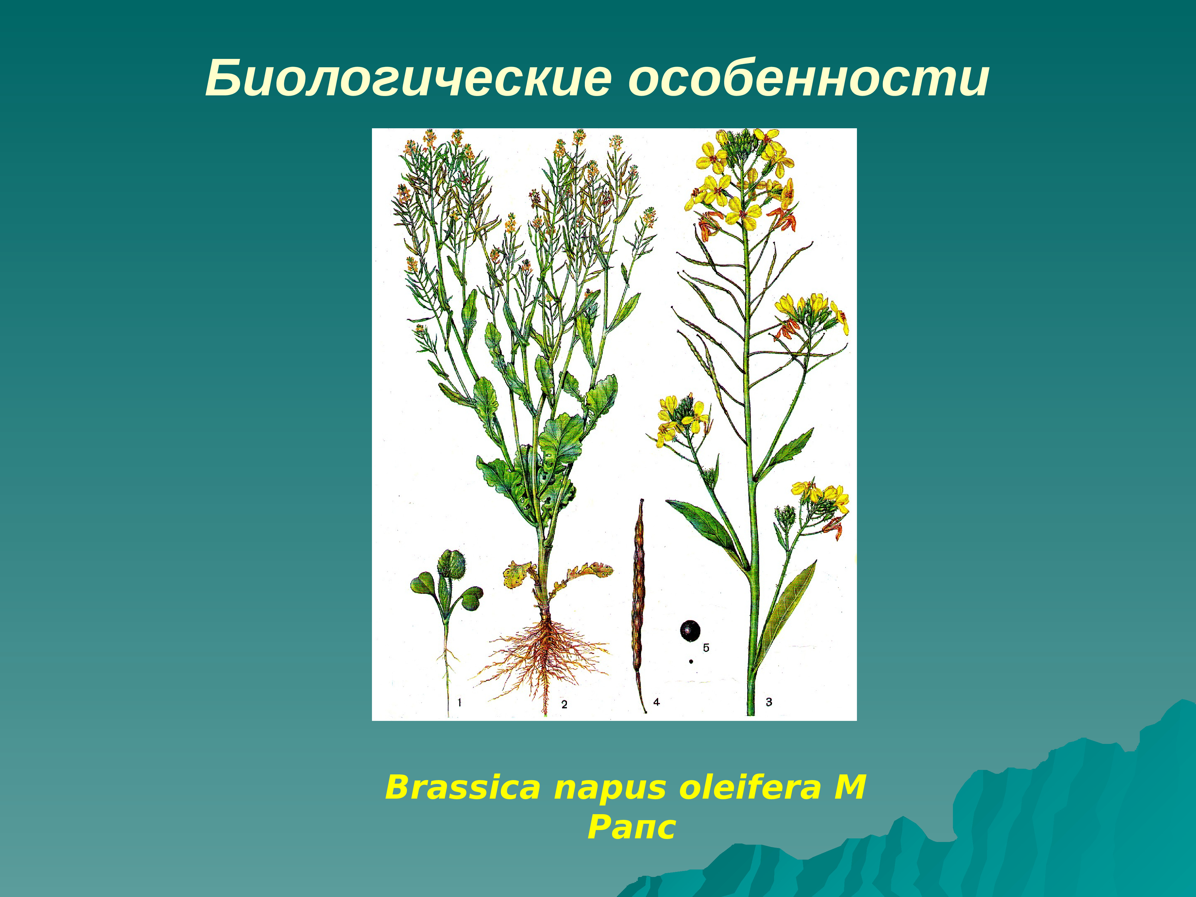 Морфологические биологические особенности. Рапс строение. Морфологическое строение растений. Рапс морфология. Биологические особенности растений.