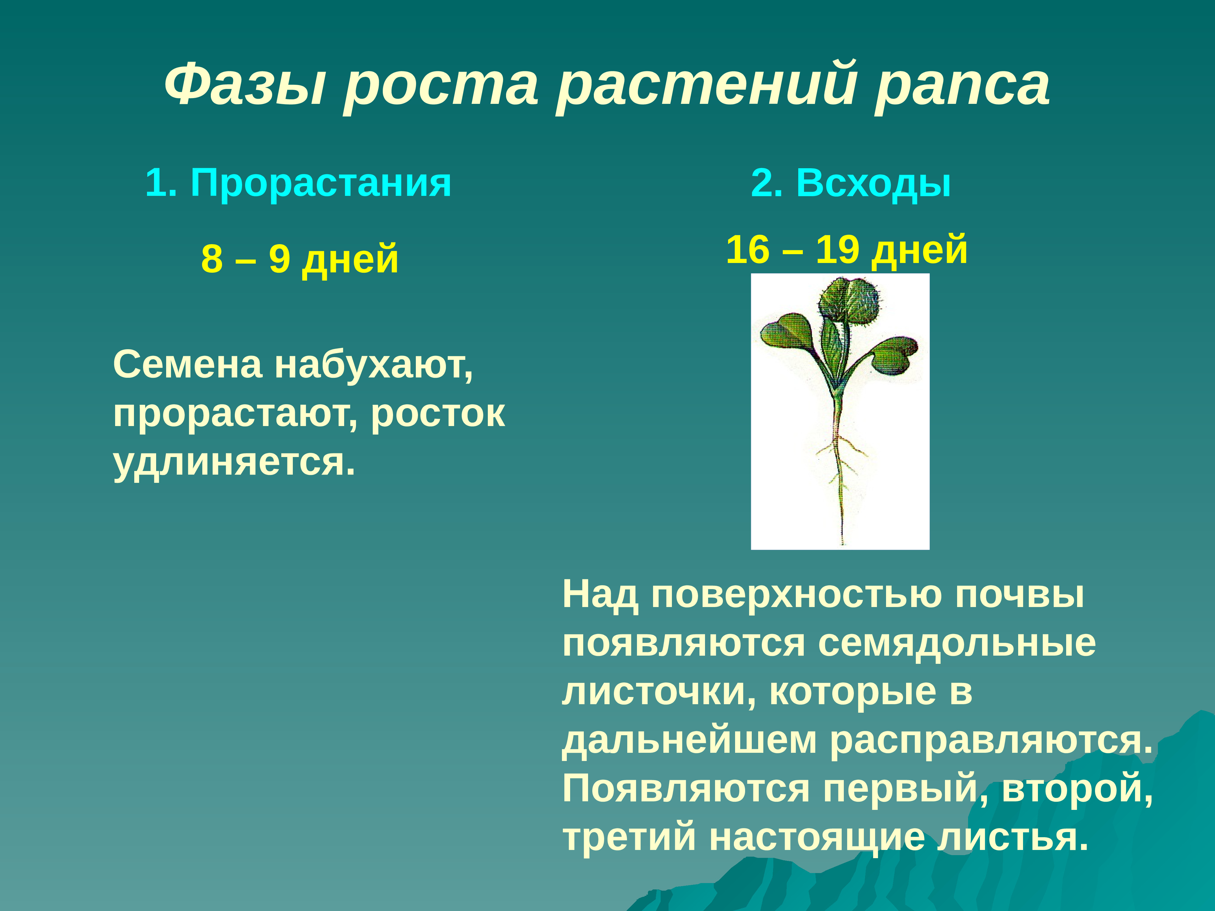 Phase plant. Фазы роста цветка. Рапс строение растения. Строение цветка рапса. Фазы растения цветка.