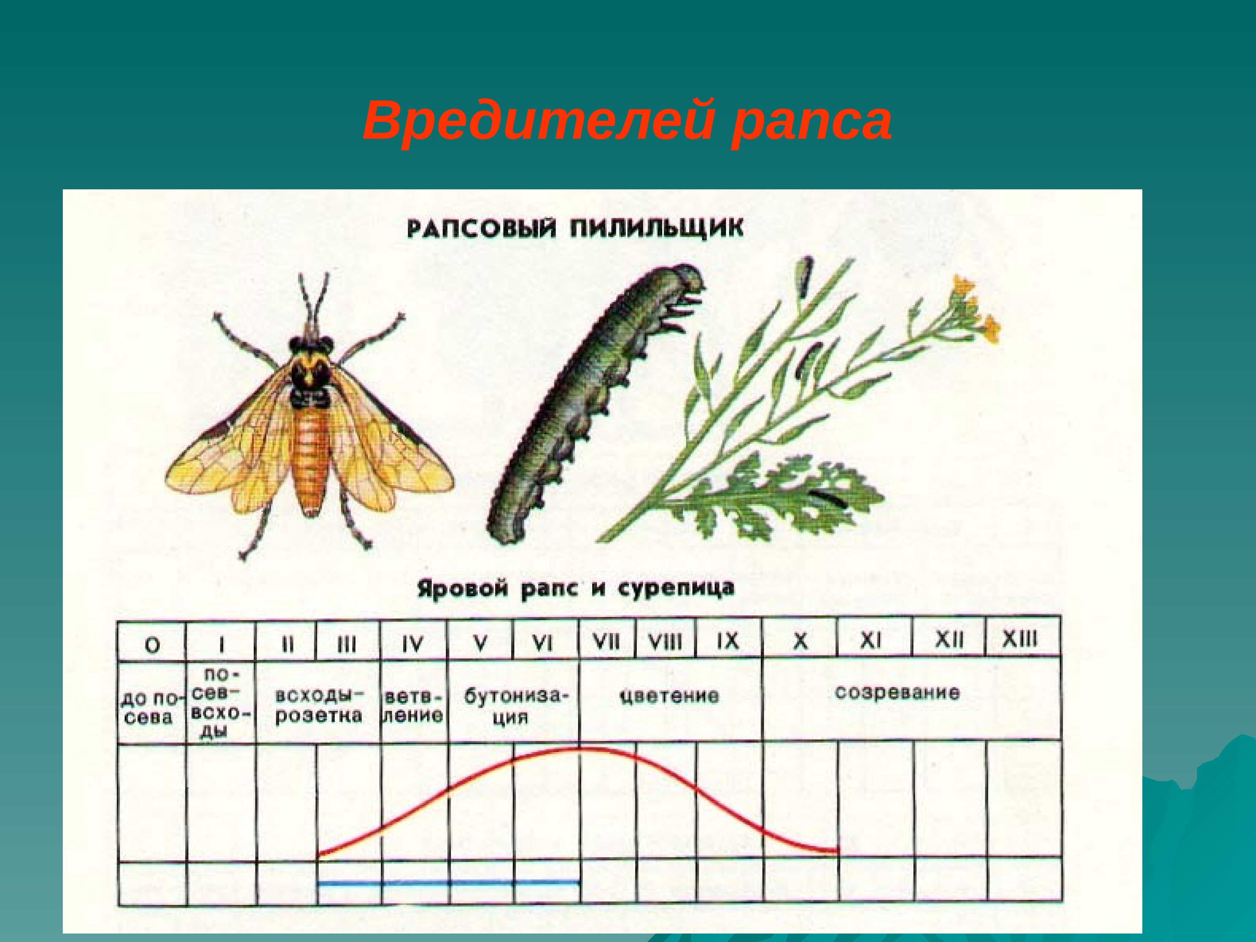 Вредители рапса ярового фото и описание