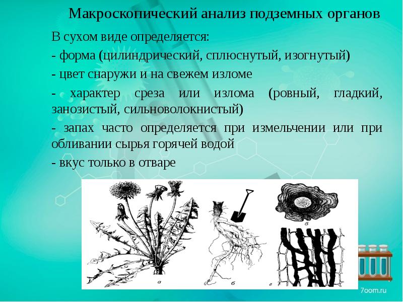 Макроскопический анализ лекарственного растительного
