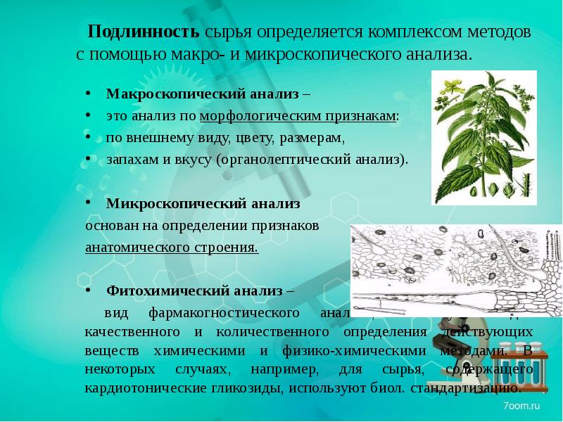 Анализы листьев. Подлинность лекарственного растительного. Макроскопический и микроскопический анализ. Подлинность сырья это.