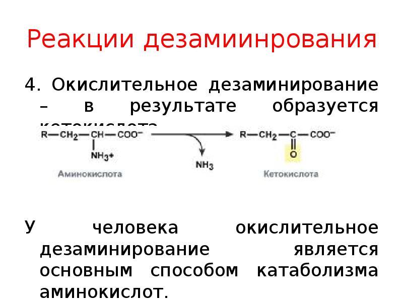 Схема реакции окислительного дезаминирования аспарагиновой кислоты